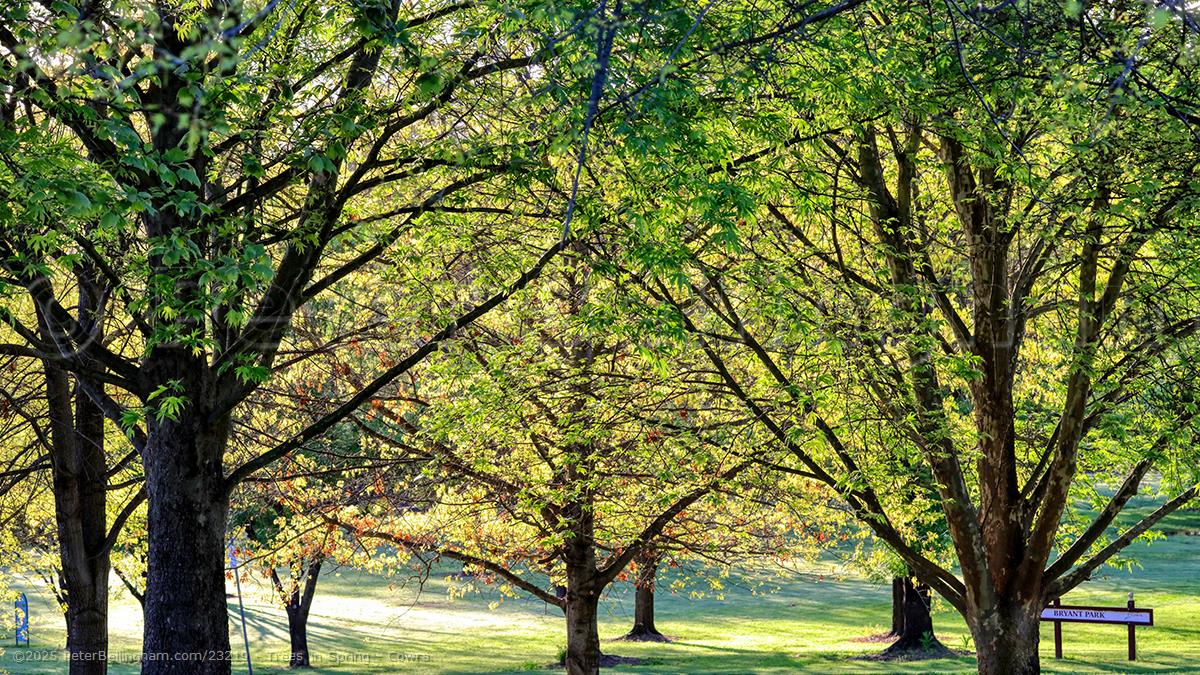 Peter Bellingham Photography Trees in Spring - Cowra